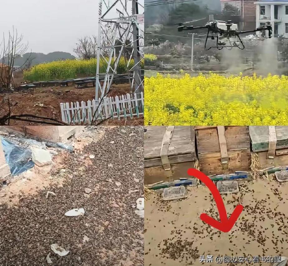 油菜花撒药这个事，想想就不对头，到底是谁出的主意，是否有不可靠人的目的？

作为