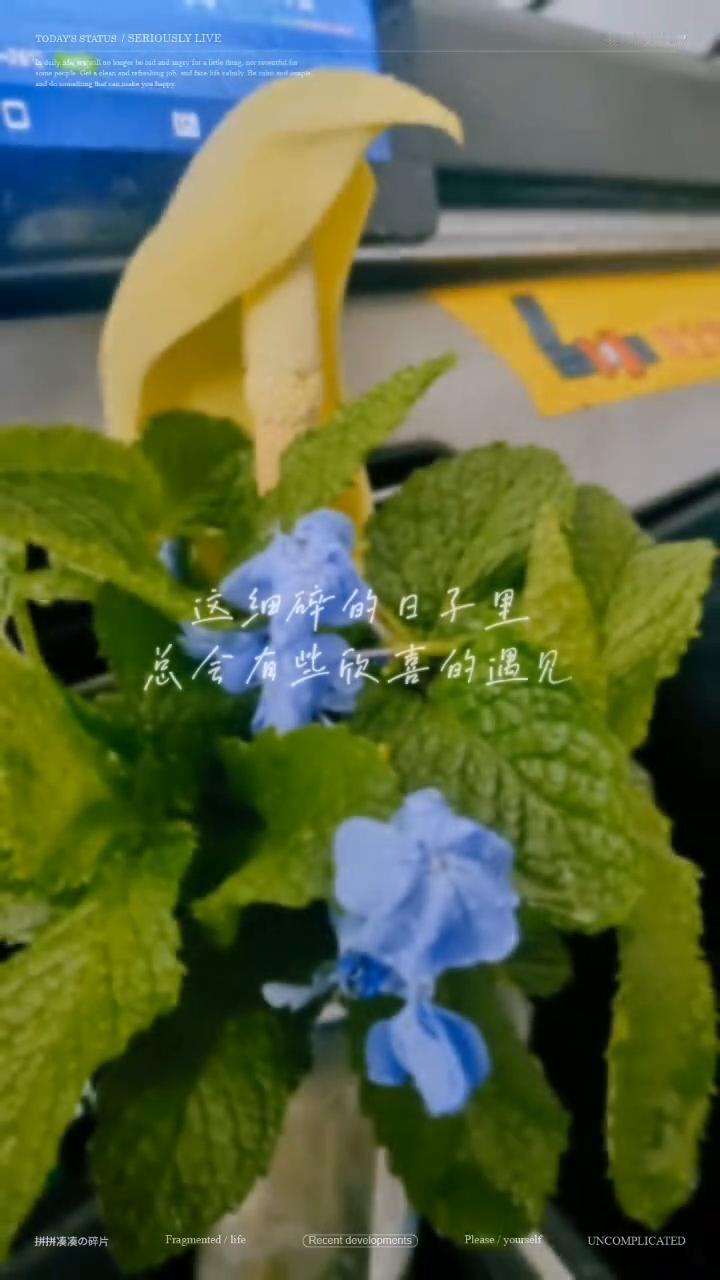 这细碎的日子里，总会有些欣喜的遇见。