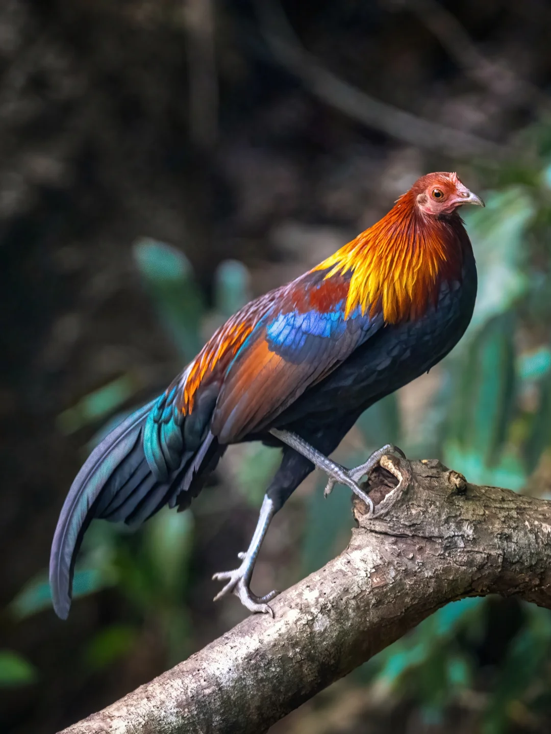 自由生活在森林里的家鸡祖先：原鸡