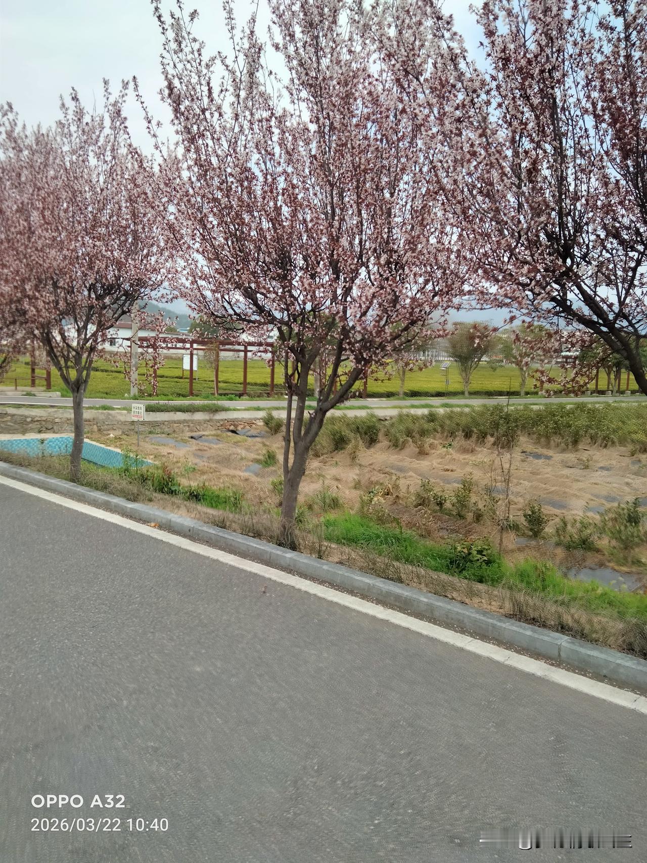 志顺茶厂昨天开园，还请了电视台的人来拍抖音，我昨天去金铺街上买摘茶叶的小竹篮，花