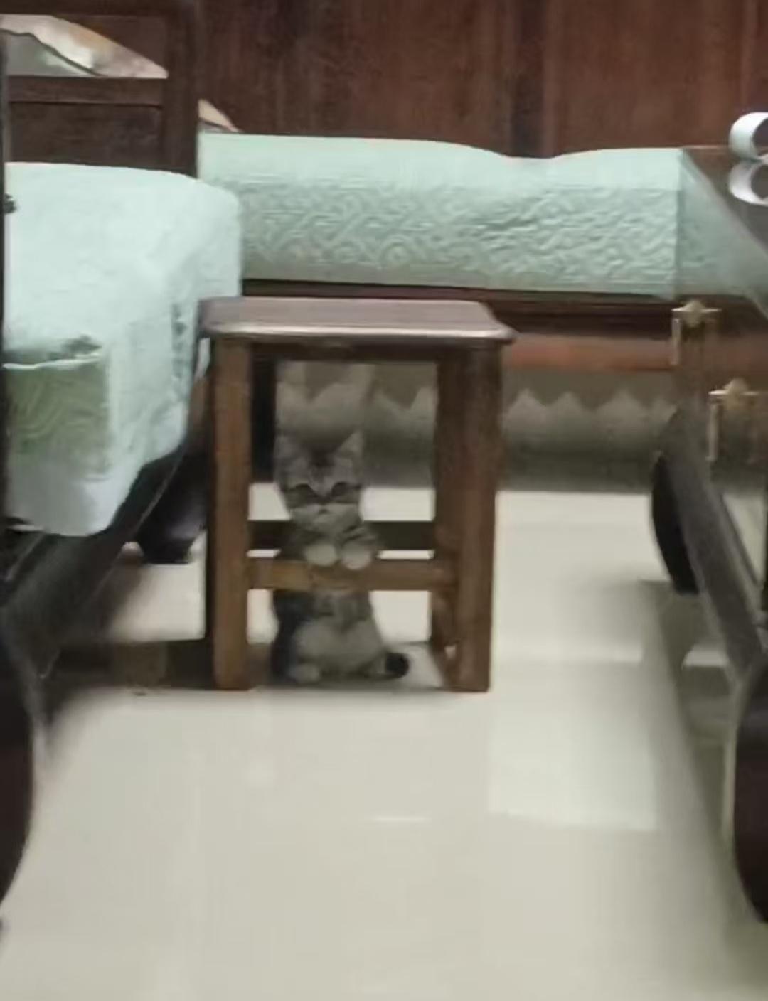 啊啊啊家里进咪🐱了