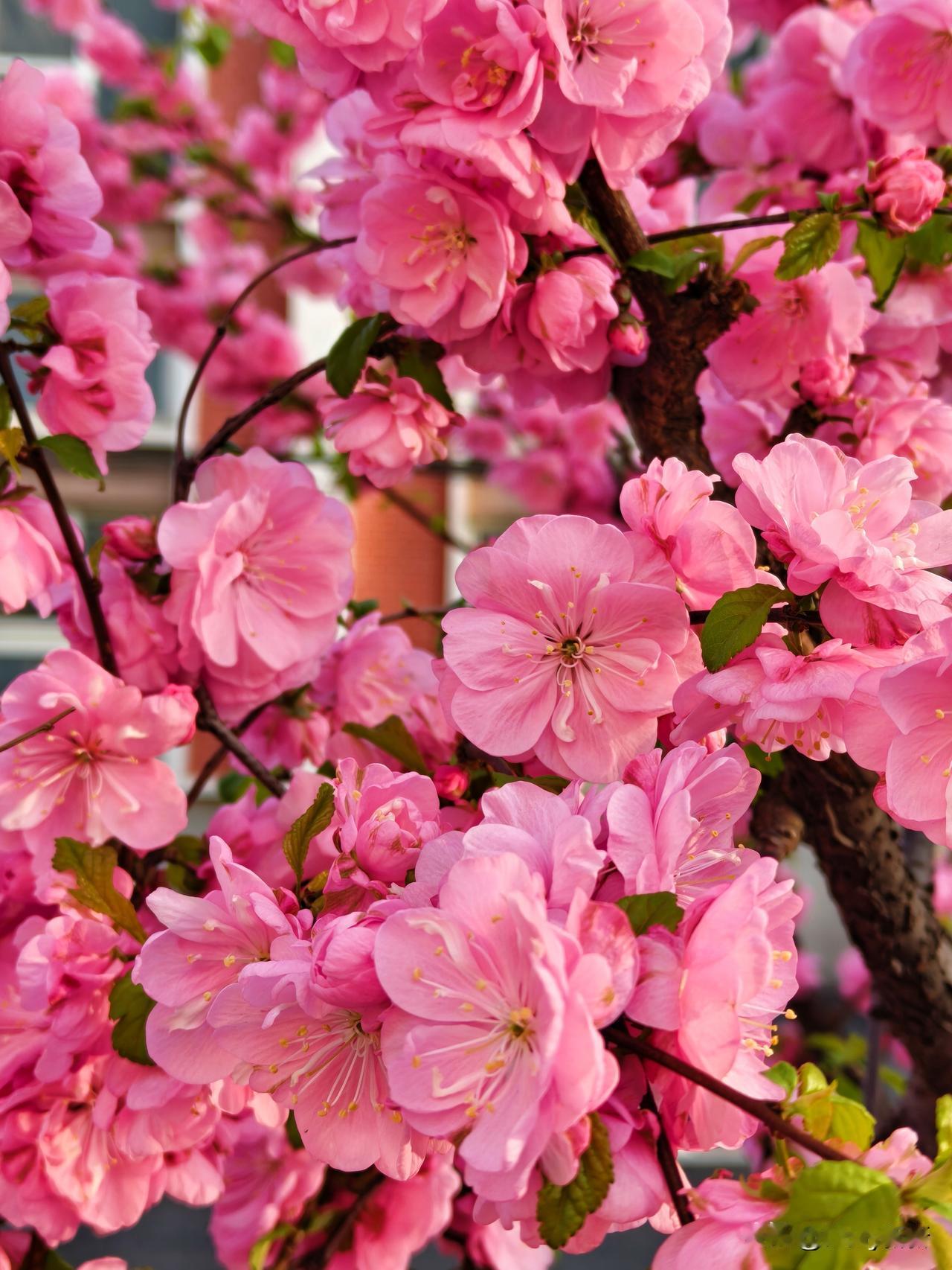 小区的春日限定浪漫
玉兰亭亭，榆叶梅灼灼，不用远走，风景就在身边。