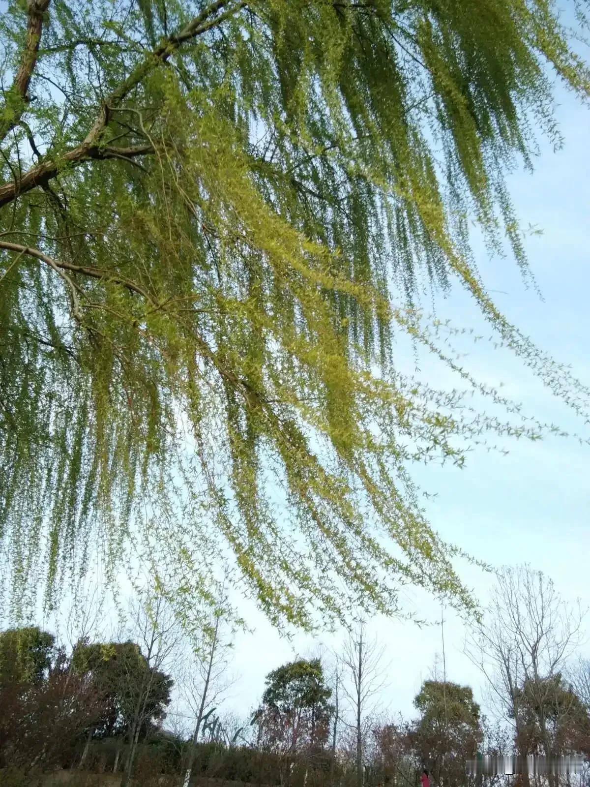 一首藏头诗:
春风轻拂吹新柳，
 夏雨飘零湿发梢。 
 秋月高悬照大地，
 冬雪