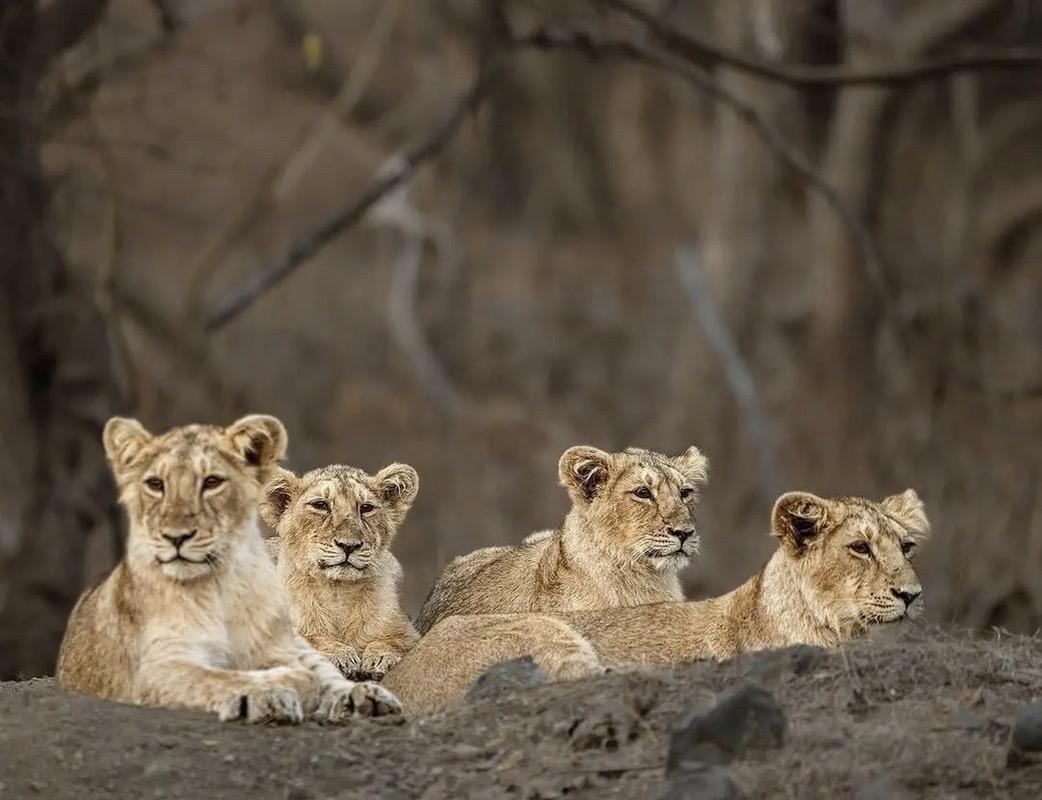 世界上最后的亚洲狮。在约10万年前一群非洲狮通过当时为陆地的苏伊士地峡...