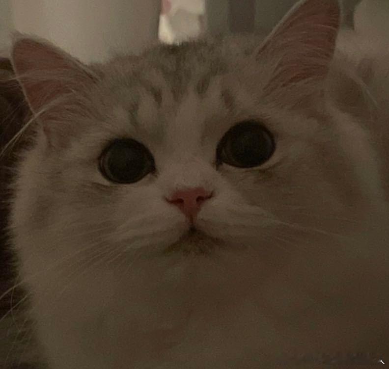 不丢两个可爱软软的妙脆角😺 