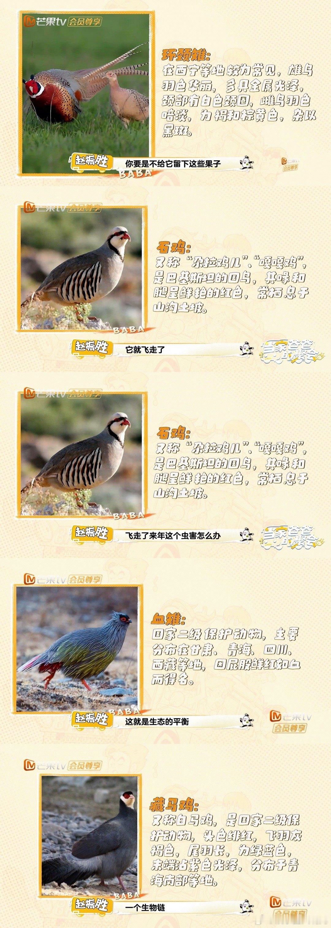 从枸杞田看中国治沙智慧！不仅用滴灌技术对抗荒漠，更用留果策略守护生态：迁徙候鸟成