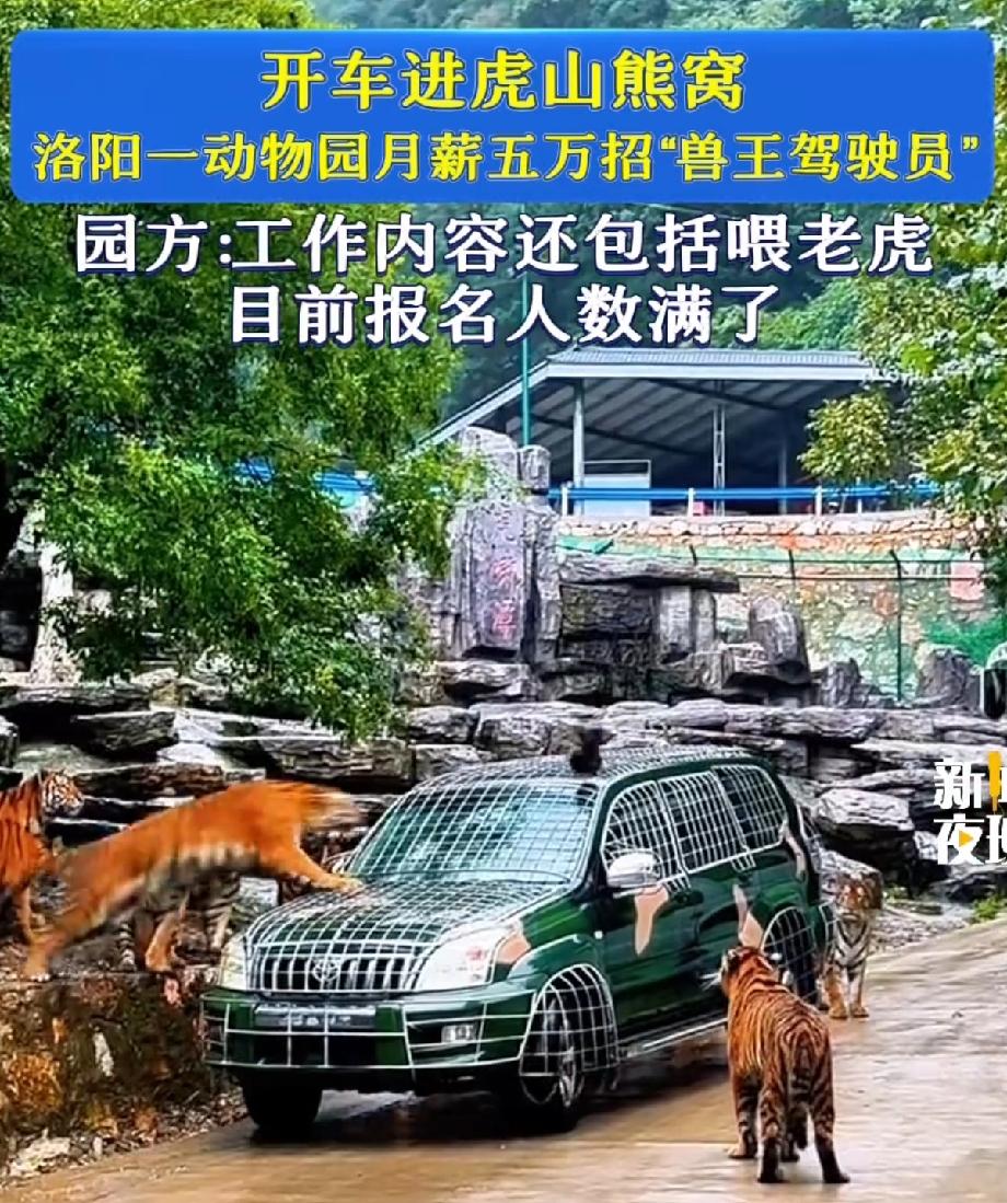 月薪五万，让你每天开车闯虎山、钻熊窝，这工作你敢接吗？河南一家野生动物园最近招兽