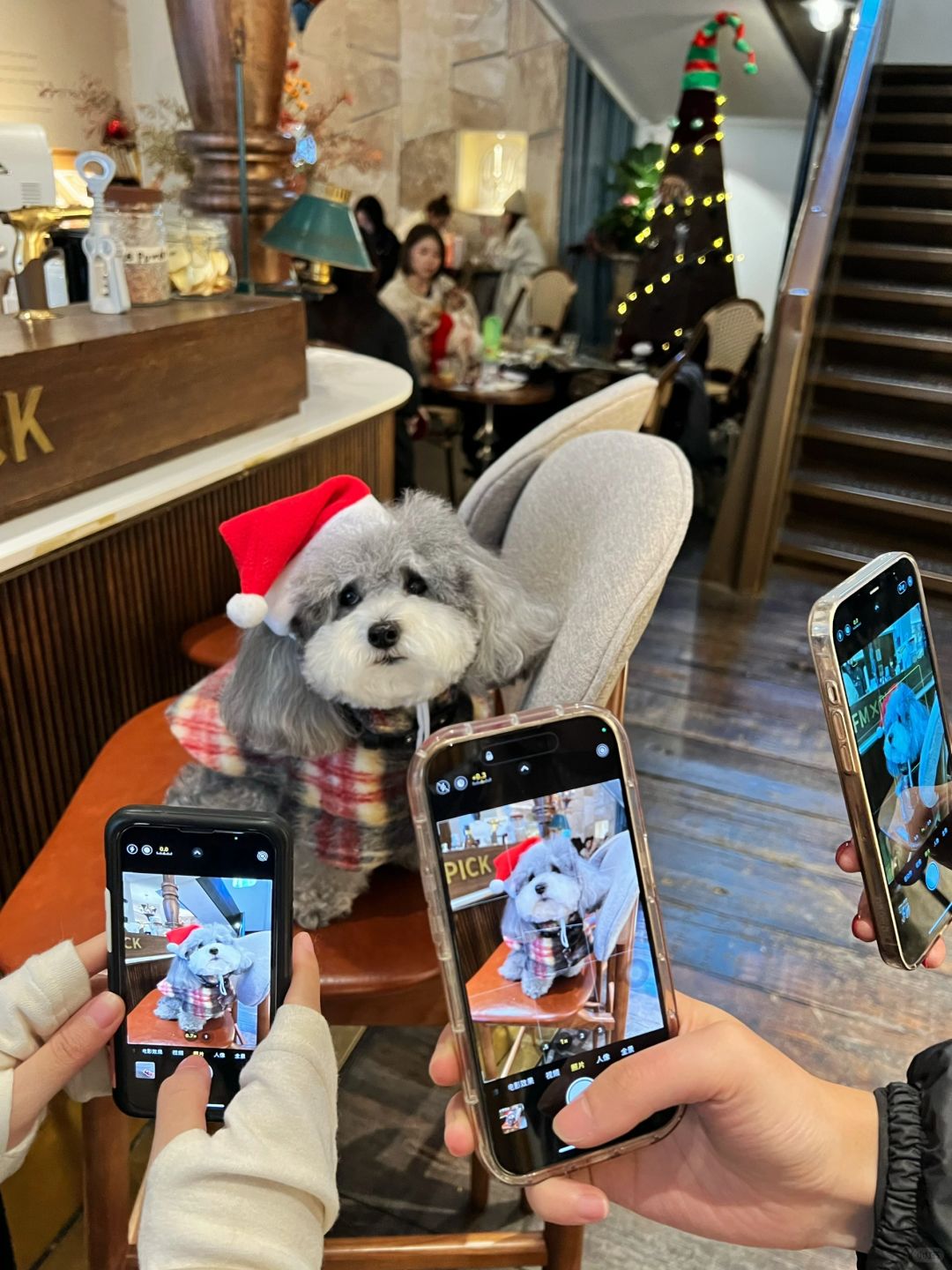 成都小狗都去哪儿过圣诞节🎄