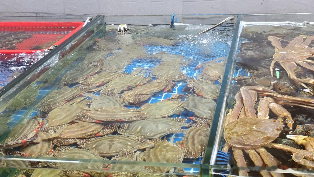 青岛麦岛市场海鲜上新啦！水池里满满的大海蟹，看着就喜人。
 
都说靠山吃山，靠海