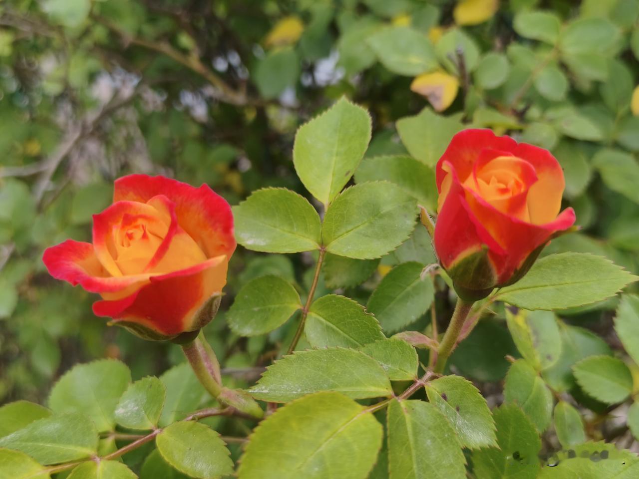 活在当下，珍惜眼前。很喜欢的一段话：“生活累，一半源于生存，一半源于琴比，我们都