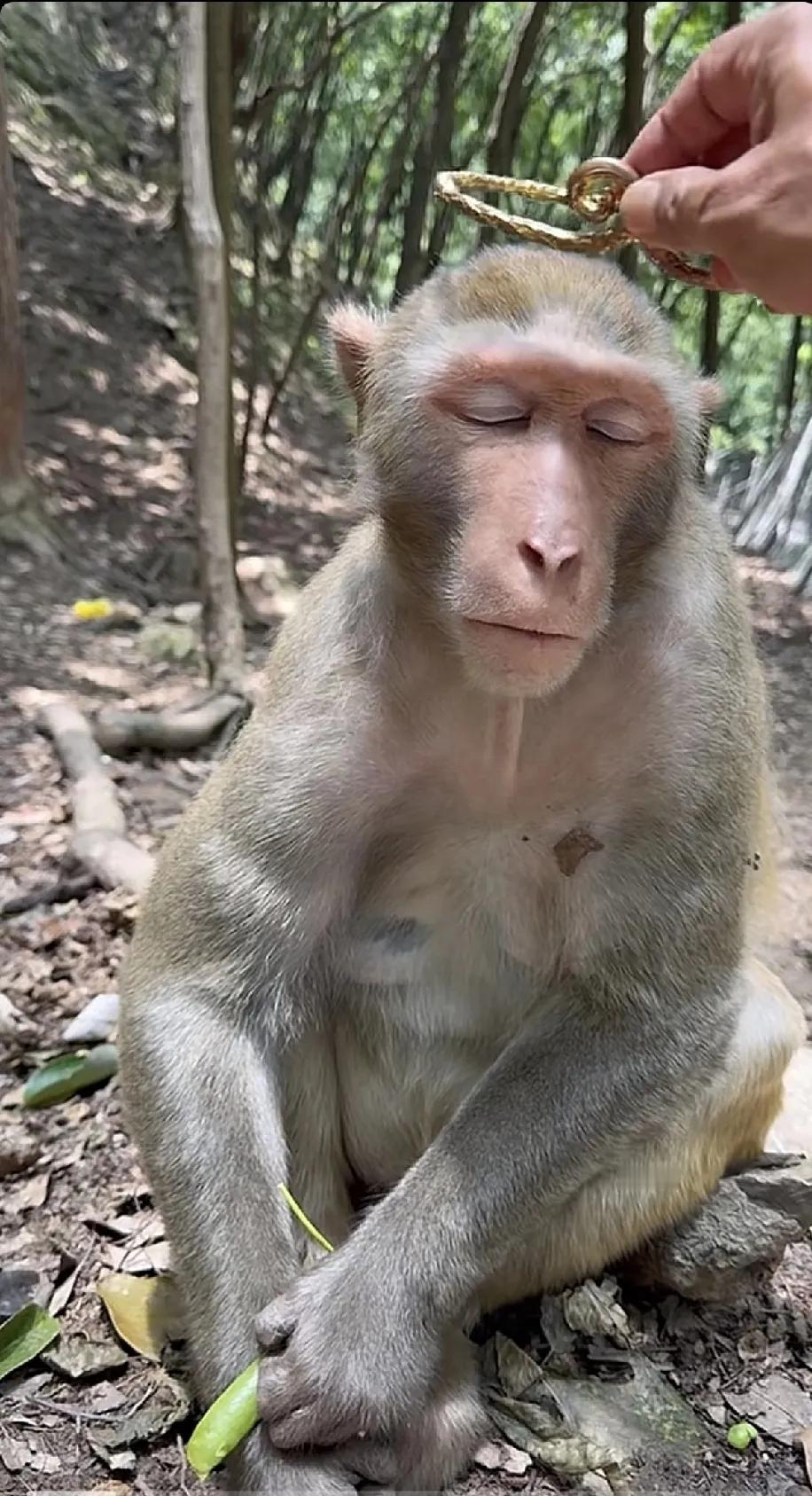 不戴金箍，我就只能眼睁睁看着你死去，无法救你……！

戴上金箍，我会变得不认识你