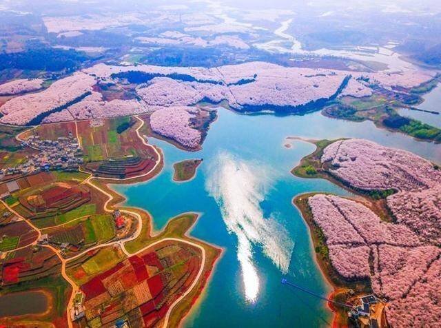 【这里是贵州】初春三月，正是樱花绽放的季节。平坝农场的樱花也将盛开，山水围绕，半