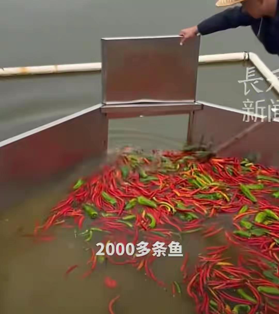 完整榜单
渔场用万斤辣椒喂鱼：口感更好？

这听起来是不是有点匪夷所思？辣椒和鱼