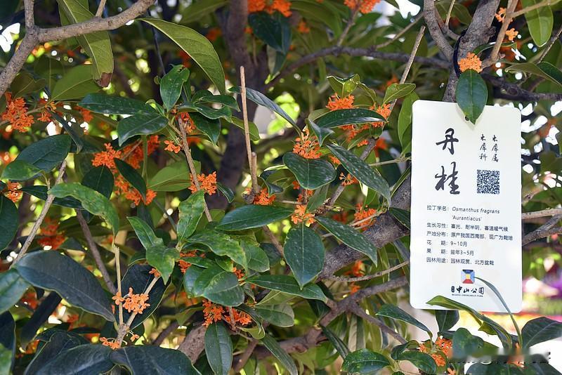 【西江月】秋

万顷金黄前塅，
两株丹桂旁园。
黄梨熟透略酡颜，
风里微香傍晚。