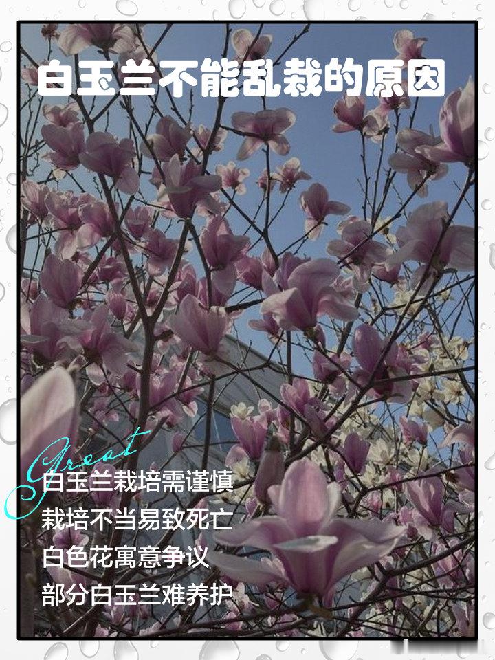 白玉兰不舒服提名白玉兰，你舒服吗？