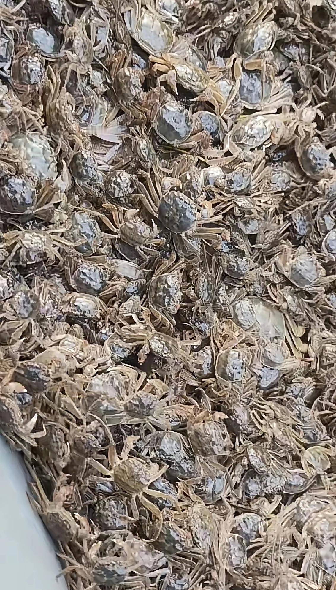 看到这一幕头皮都发麻了！万万没想到螃蟹会扎堆成这样……[泪奔]