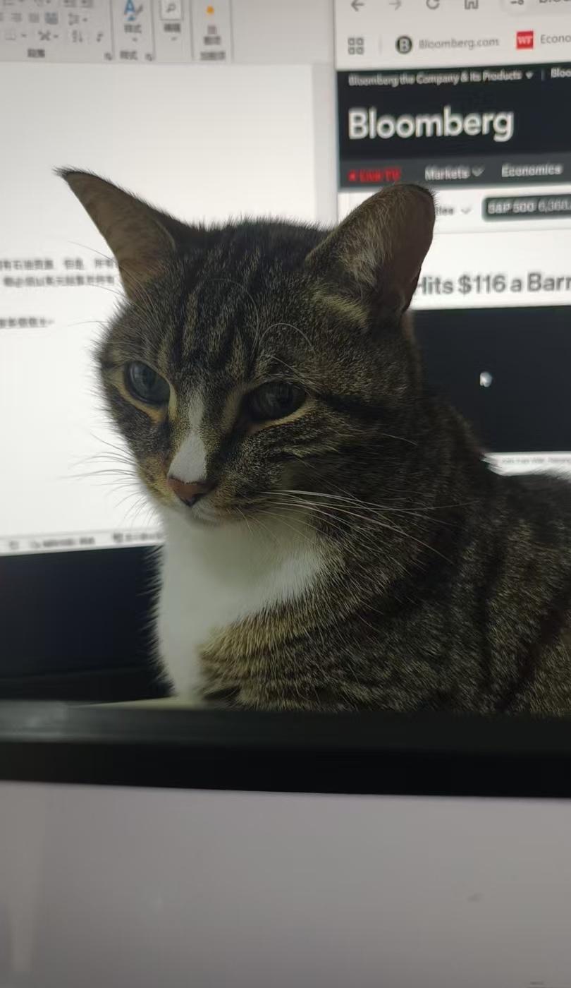 豹总裁对近日油价波动表示不满，已向美国白宫提出严正交涉和强烈抗议。 ​​​