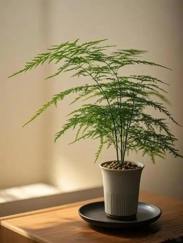 先苦后贵的生肖:属虎属兔生于农历七月前后属虎属兔的朋友生在申月，为属木的五行遇到