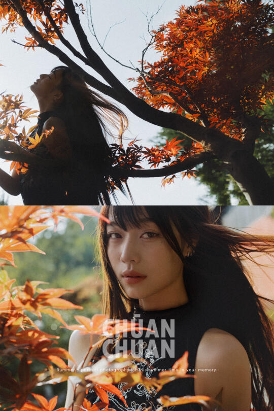 🍁枫🍁