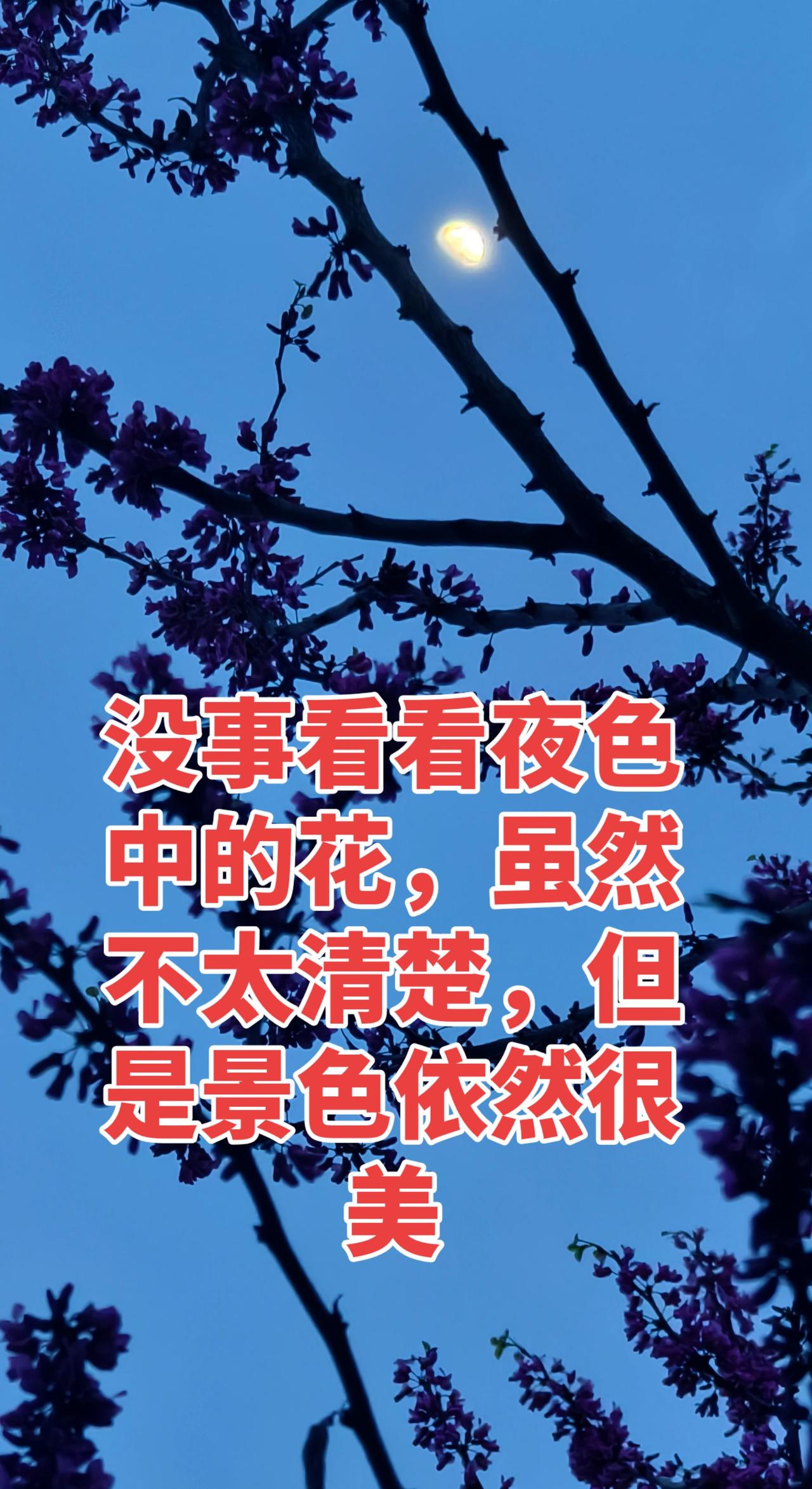 月与树 一起看月亮 月光散落人间 原创视频