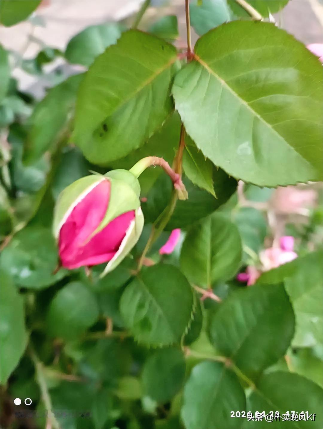 春日里，含苞待放的月季花简直是一幅绝美画卷。瞧那花骨朵，小巧玲珑，像是被精心雕琢