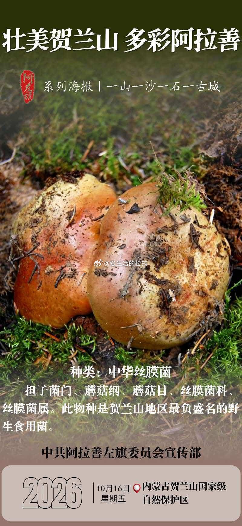 松筠花园  一般人听阿拉善人介绍本地“名蘑”--“hemo”，都以为是“褐蘑”，