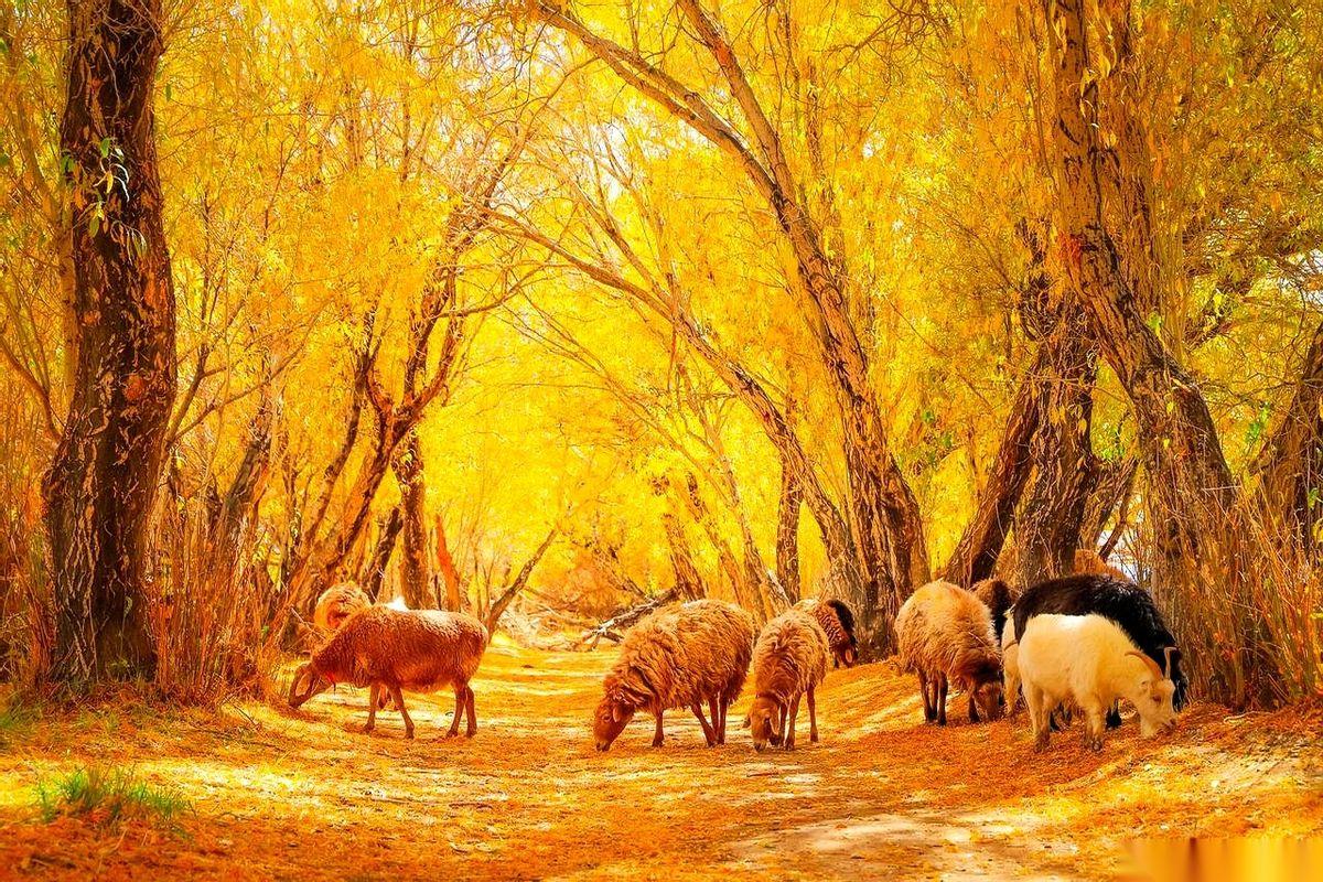 那块劳力士“满天星”盒子打开的一瞬间，整个屋子的人，呼吸都停了半拍。
满钻，全金