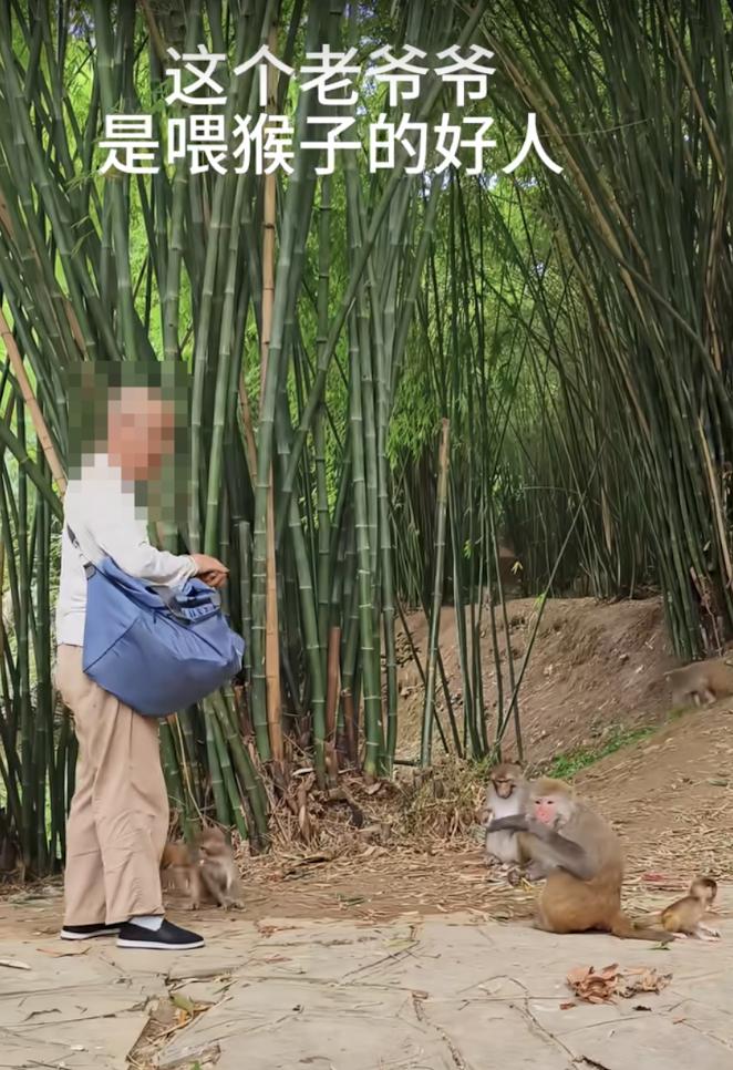 震惊！黔灵山“偷猴子”的老爷爷实际上是好人，他虽卖食物，但大部分都自己喂猴子了，