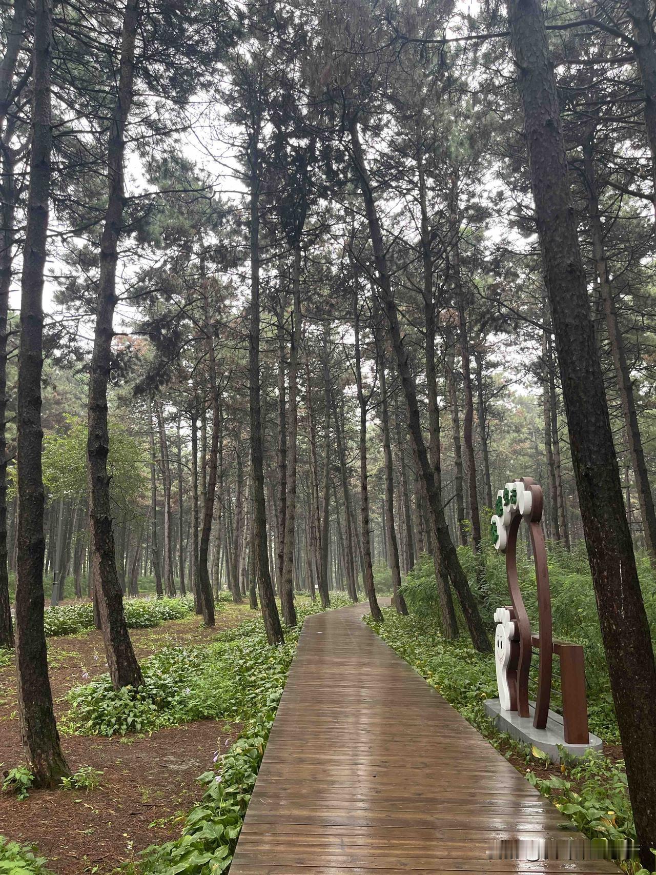 惬意，雨后的森林空气清新。
