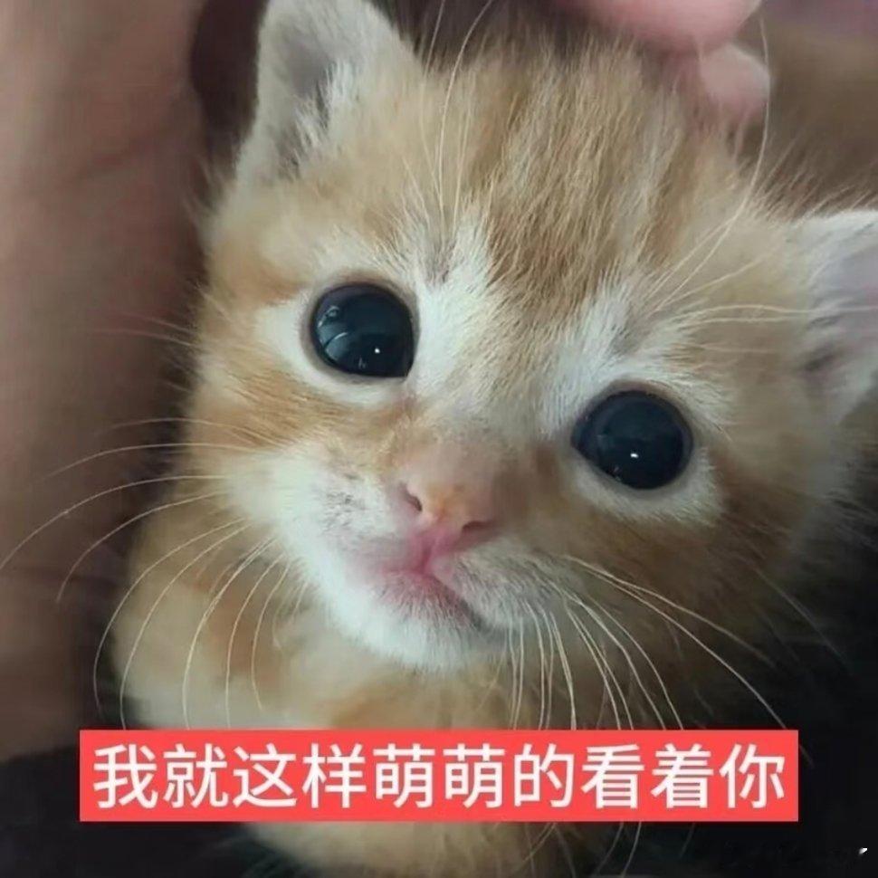 小猫表情包分享。 