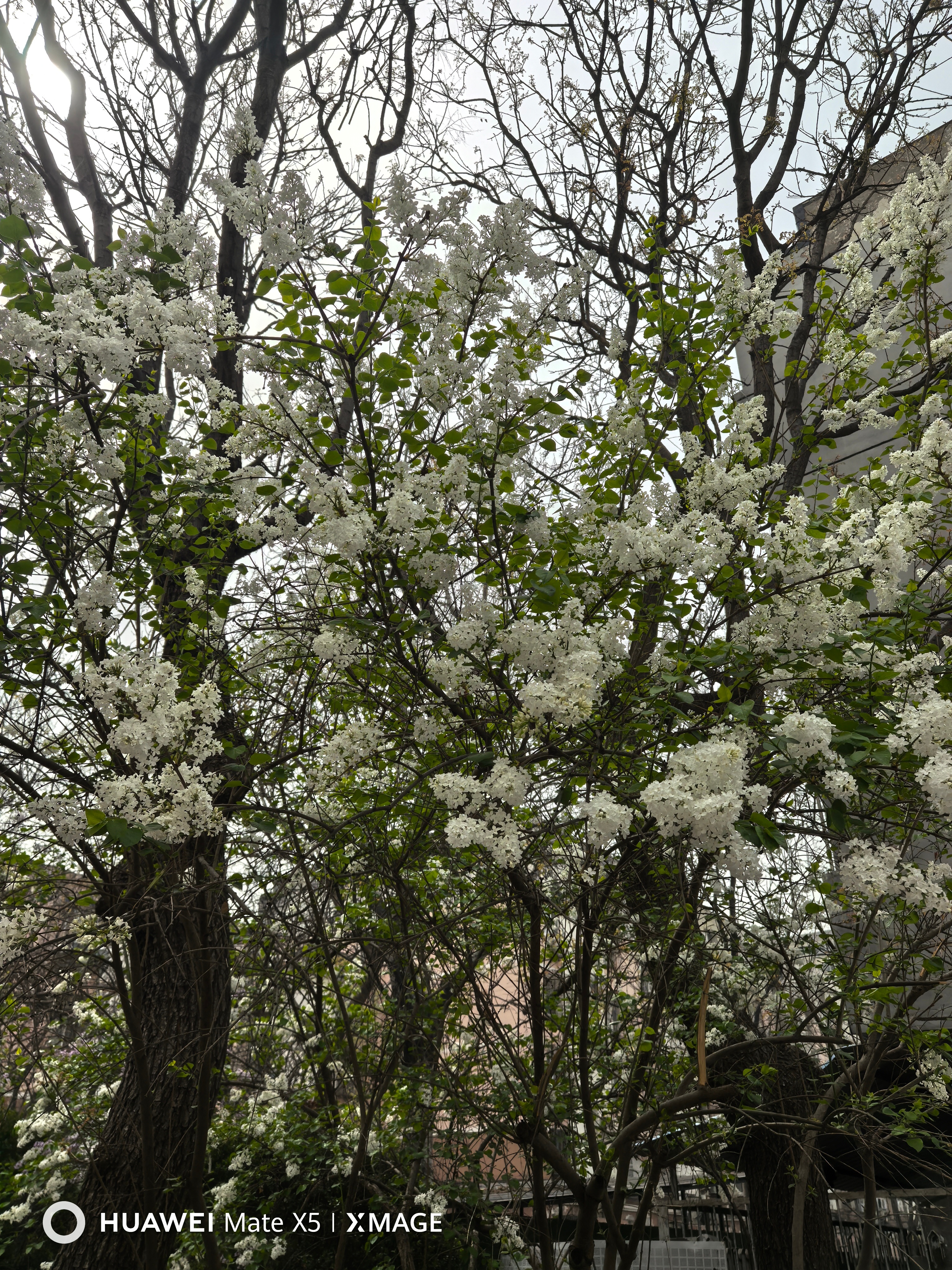 丁香，好像有人闻不了这个香味。 