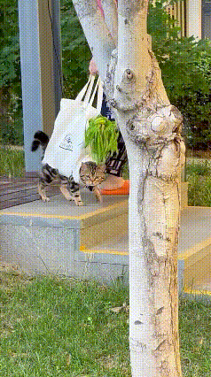 高手在民间！大妈自制“遛猫买菜神器”，一举两得太聪明😂
 
真的被阿姨的神仙脑