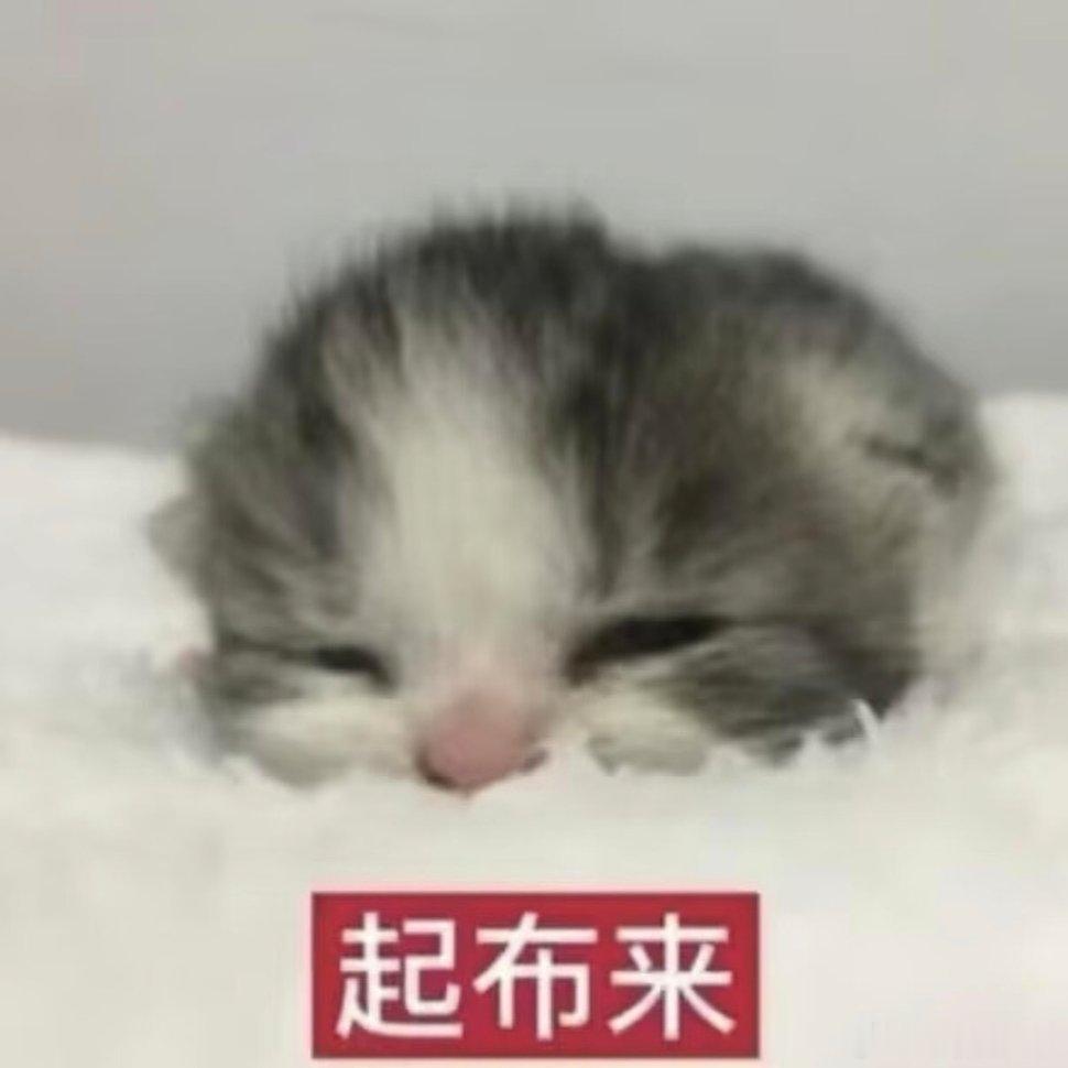 可爱猫表情包。 