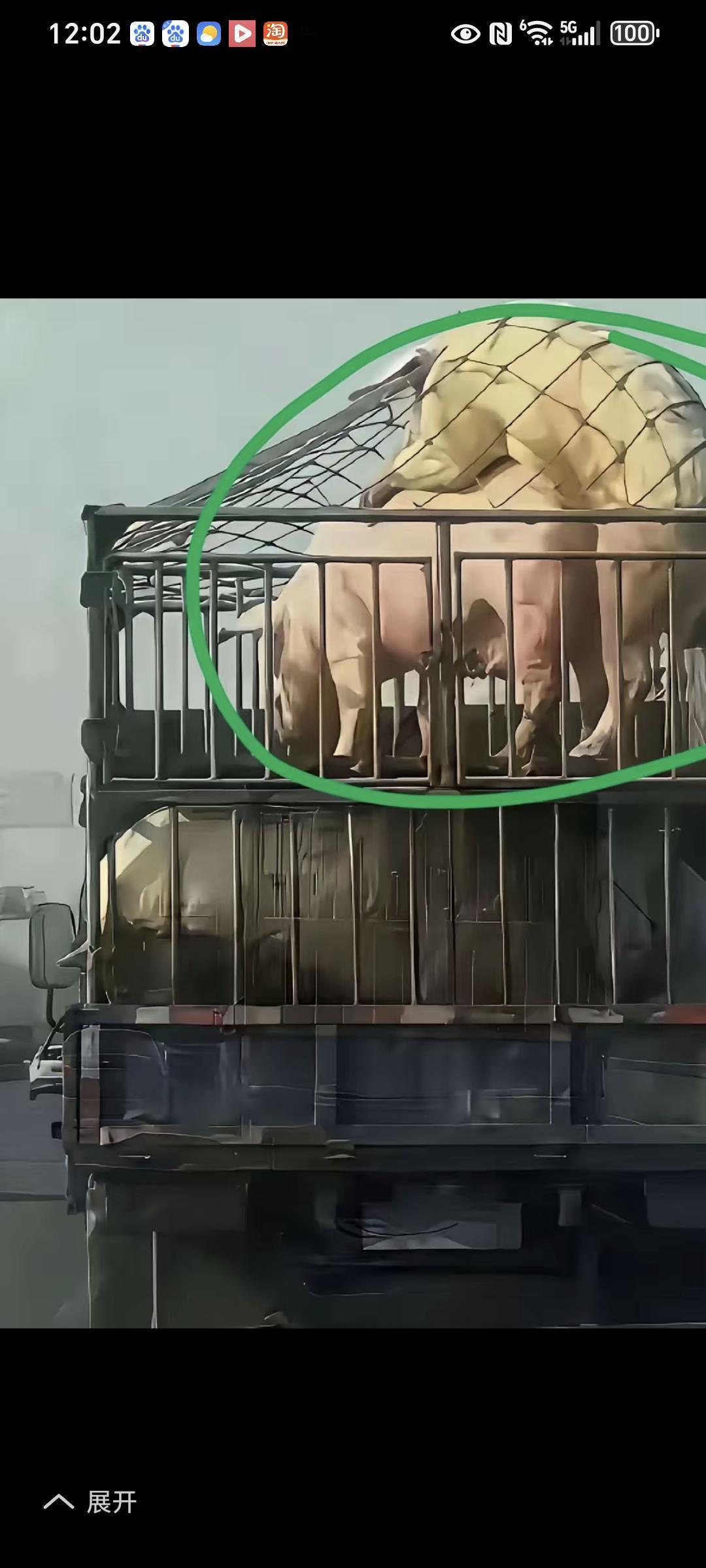 死都不怕，何惧风流，猪已生死看淡，快活一秒是一秒，做鬼也风流

车上的这一头公猪