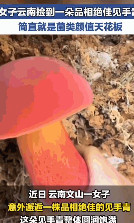 天降横财！云南，一位女子进山溜达，本想着体验下山野乐趣，结果一不小心，竟然撞上了