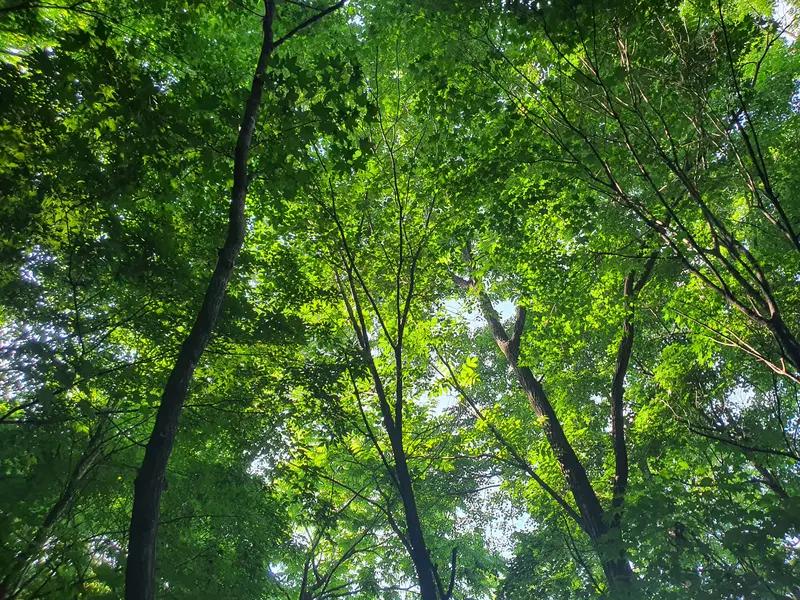 弗洛伊德在解梦方面确实有独特见解，他的《梦的解析》值得一读。而关于梦到佛乐，不同