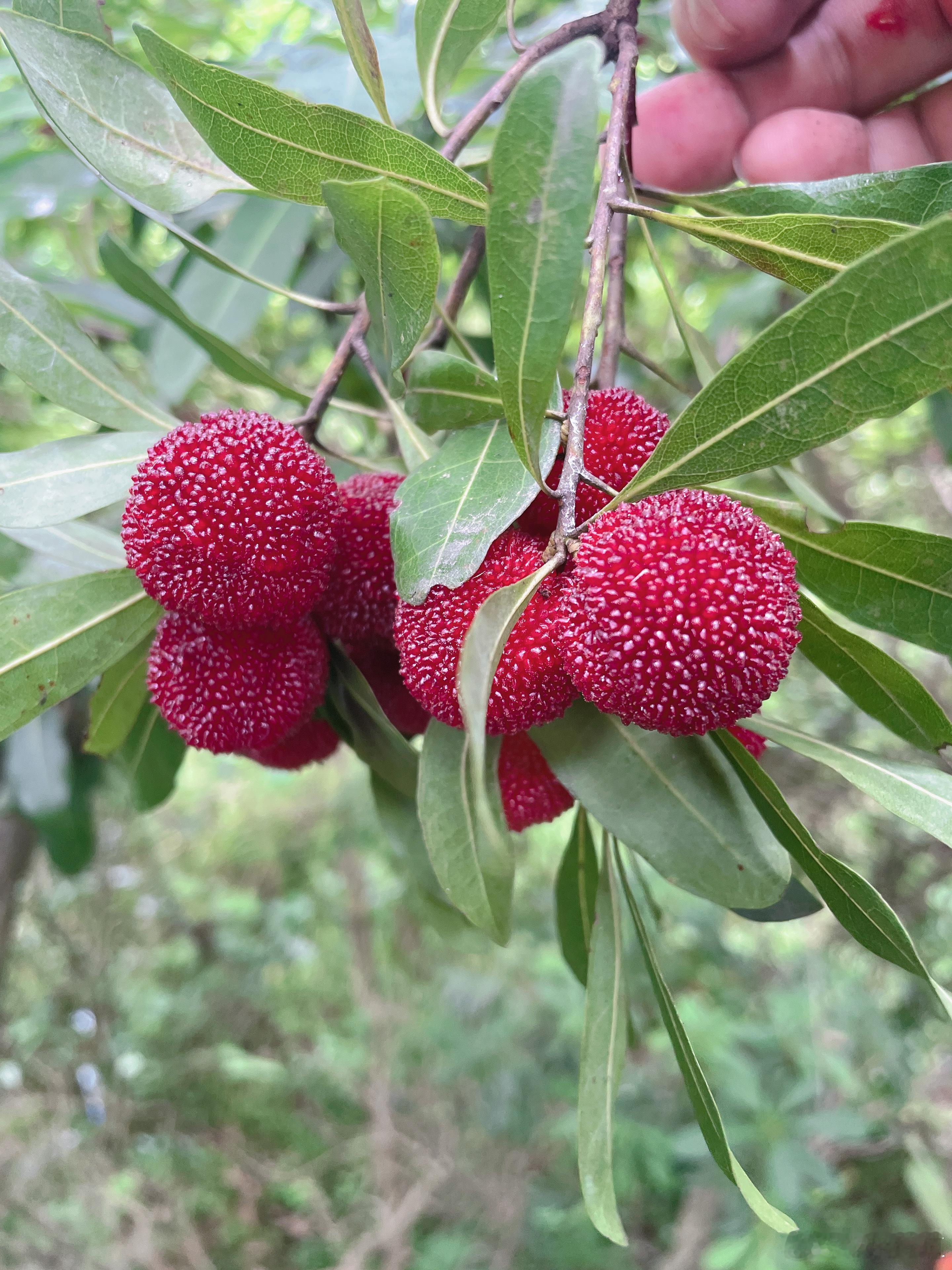 摘杨梅的季节 韶关·乳源