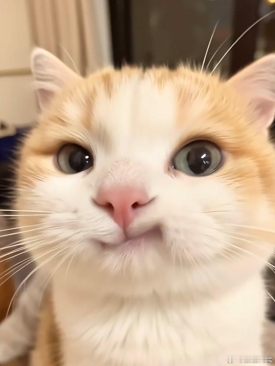 对着小猫发出了很多可爱的声音 