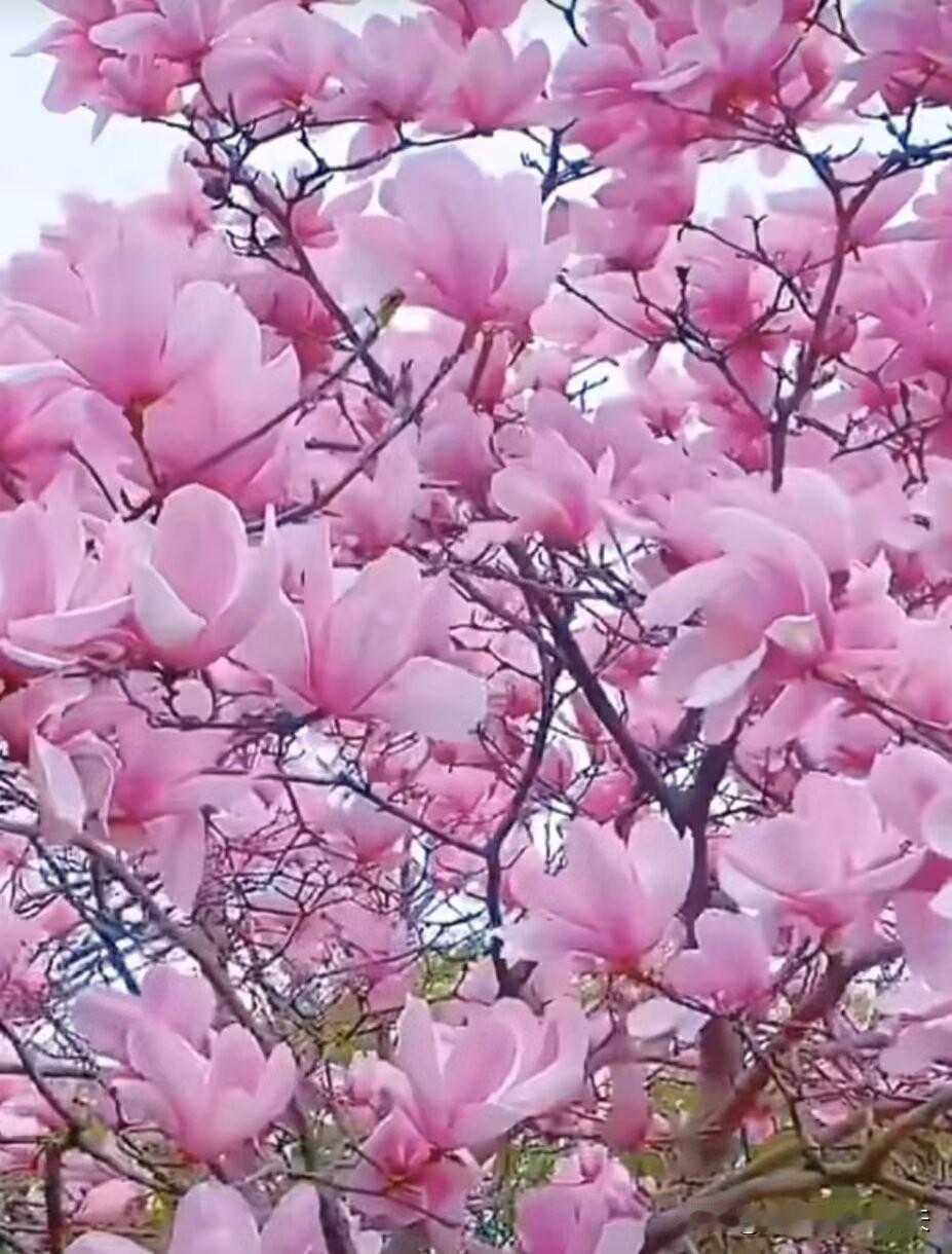 《致敬我的爱人》
那一年，
你我邂逅，
那是一个明媚的春天。
彼此无声的双眸里，