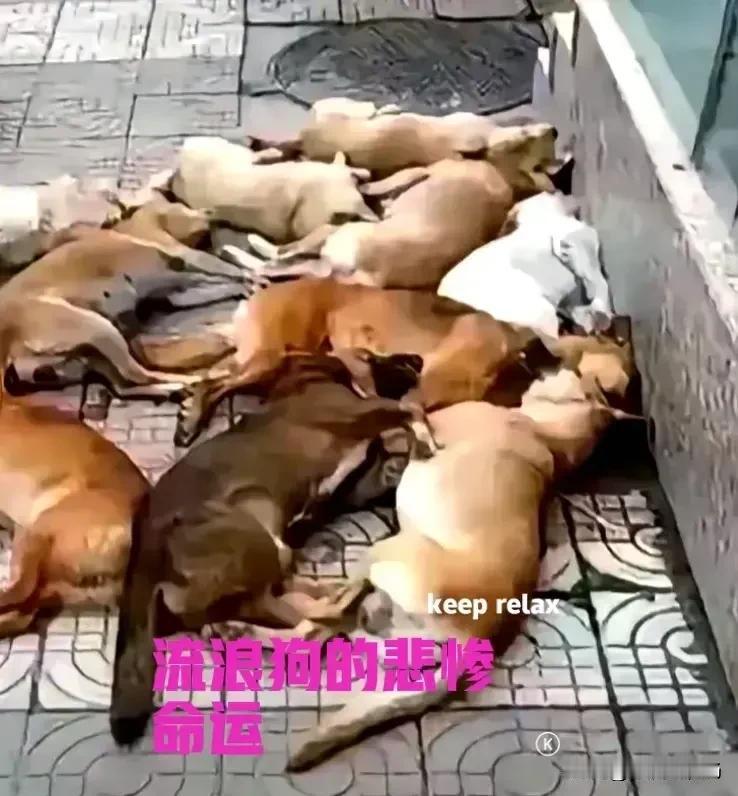 这些流浪狗的命运真是太惨了，看着它们静静地躺在地上，心里的悲伤简直无法用语言形容