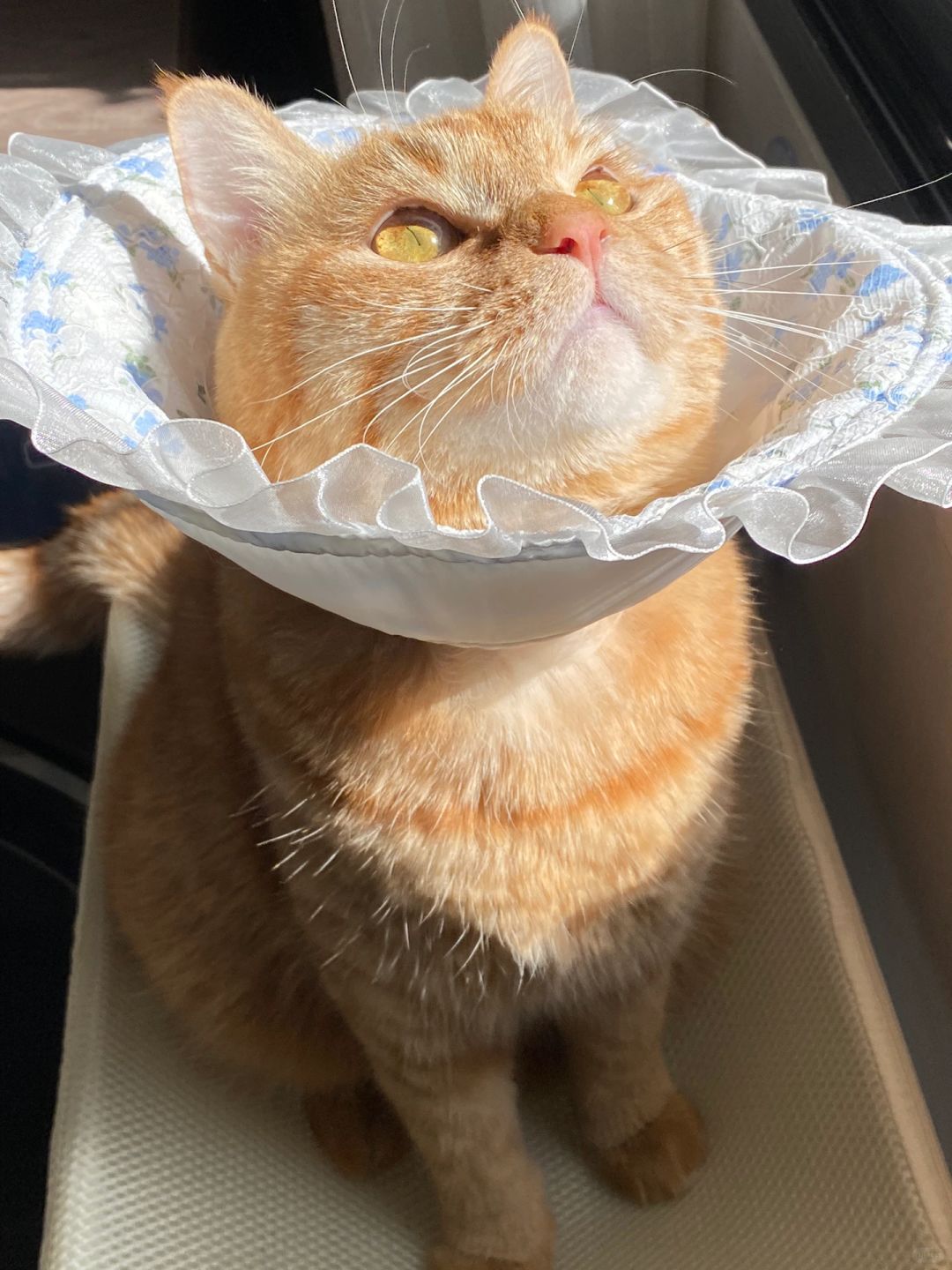 日照金猪🐷