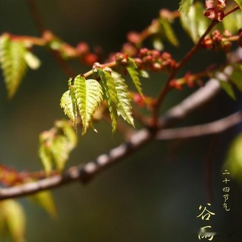 夏季旱涝看谷雨！4月20号谷雨，今夏雨多还是天热






今年夏天到底是涝是
