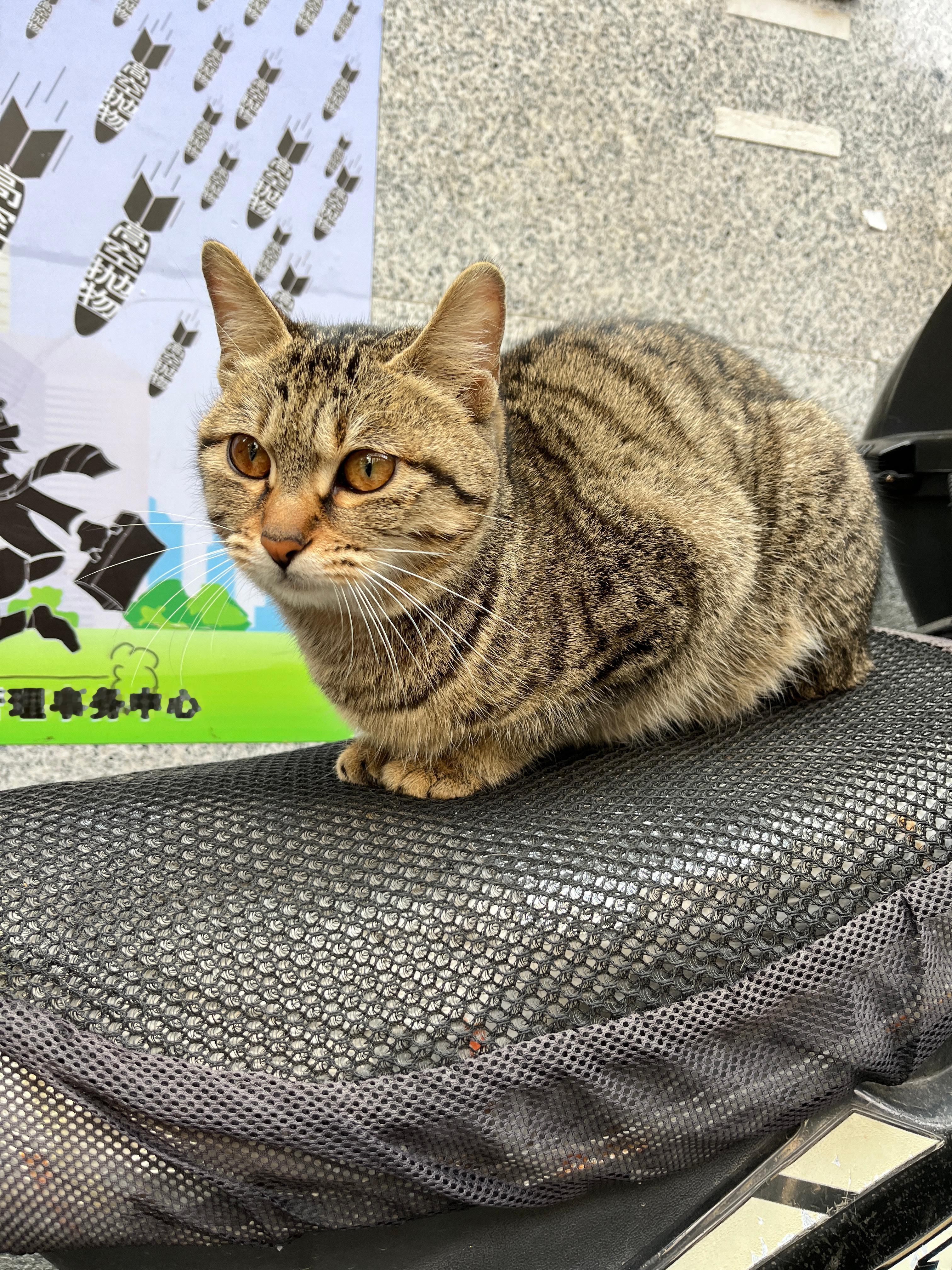 #日常分享接龙#小区里的一只流浪猫🐱看来它挺喜欢把我的小电驴当成它的座驾 ​​