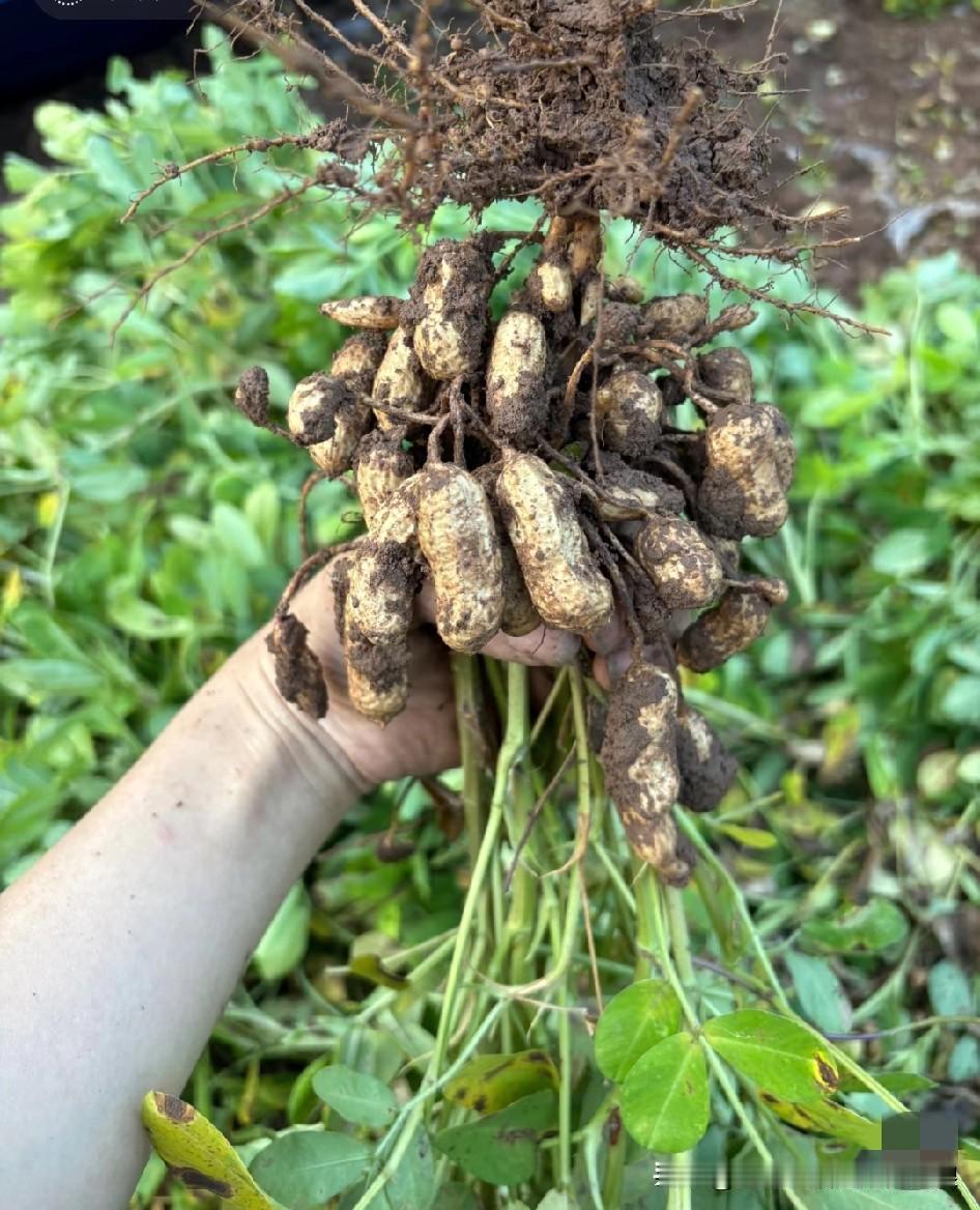 爸妈守着门口那八分地，侍弄了小半年的花生，今儿终于能薅了！
 
蹲在地头一扯秧子