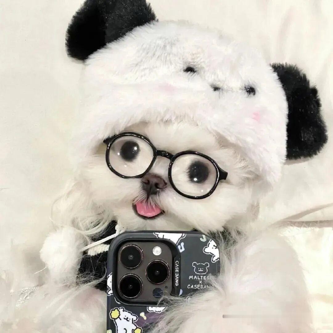 -小狗头像 