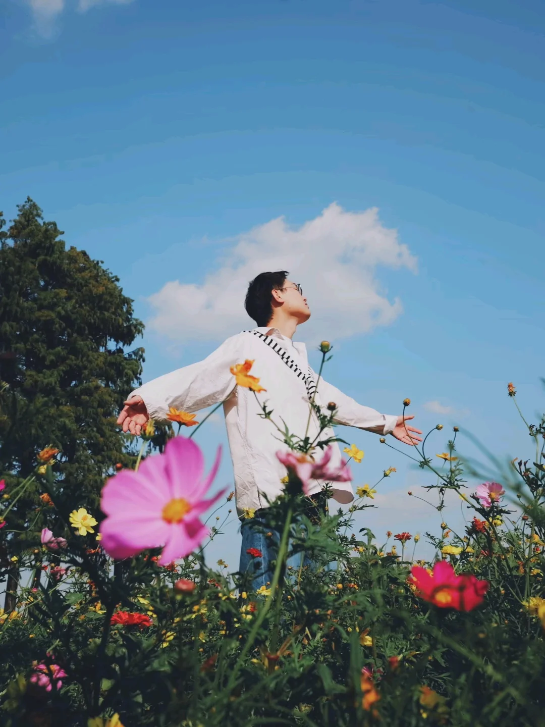 淀山湖花海已进入最佳观赏期🌸附位置