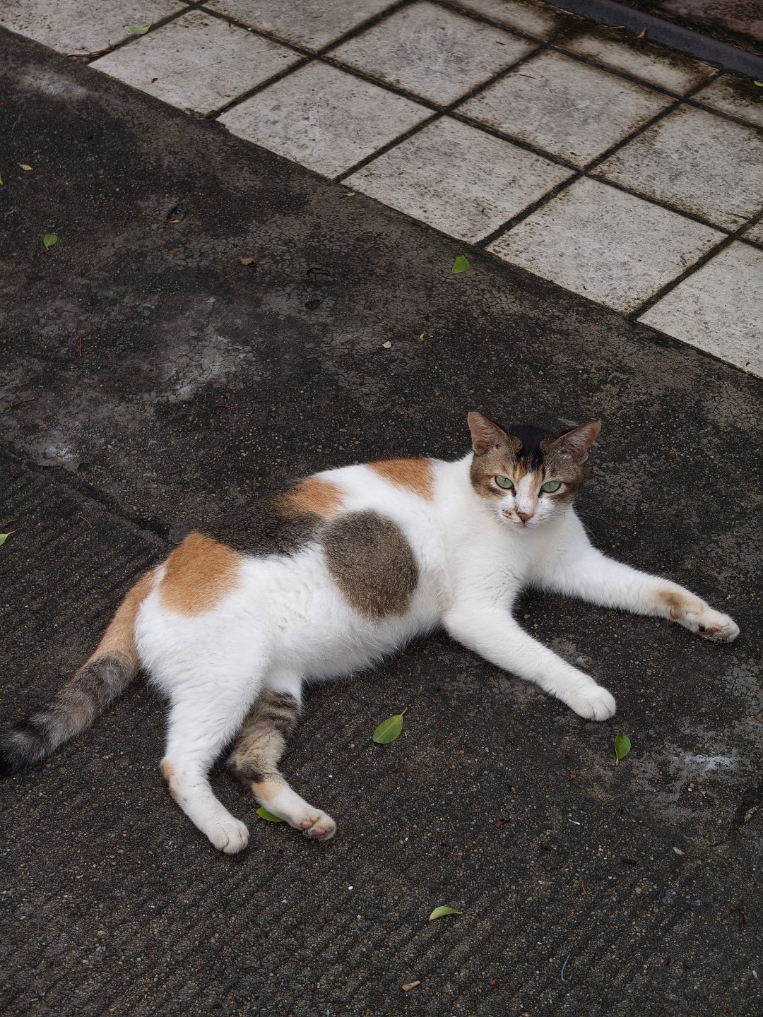 我在广州住的城中村路口最有名的村花，就是它。猫喵星人生活碎片广州生活 广州·西塱