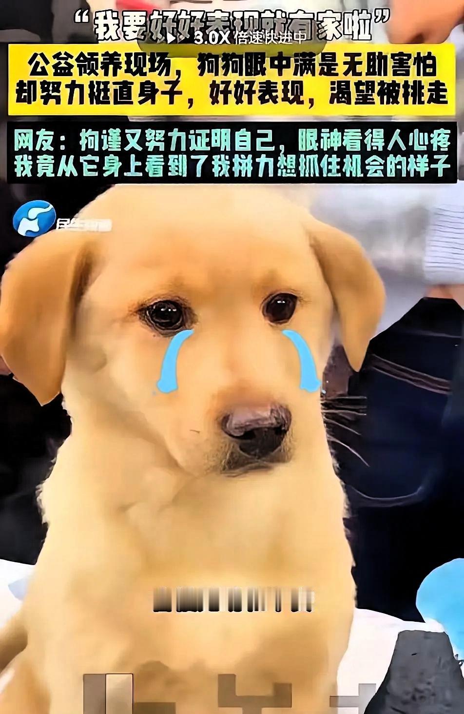今天头条上看到的第一个好消息：这个拘谨又努力的坐姿狗狗铁柱，被领养了！

谁看了