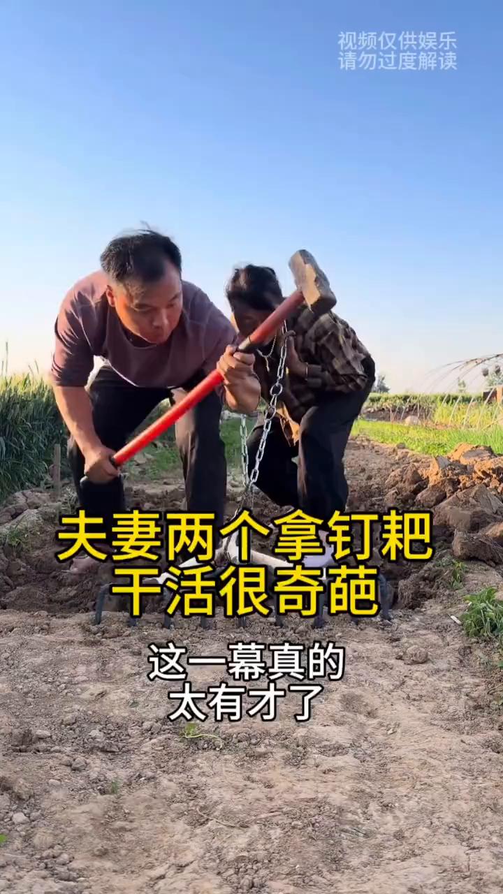 夫妻两个拿钉耙干活很奇葩，这一幕真的太有才了。
夫妻两个在地里刨土，只见媳妇拿着