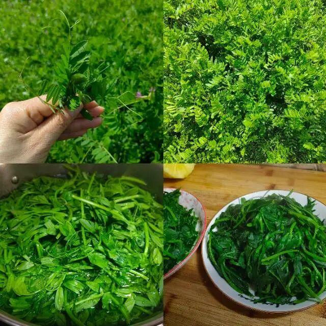 新鲜采摘的绿色蔬菜，健康美味！